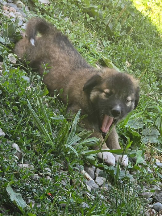 Adopție animalele