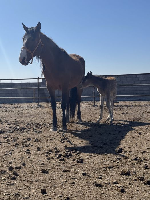 Биі құлышағымен сатылады