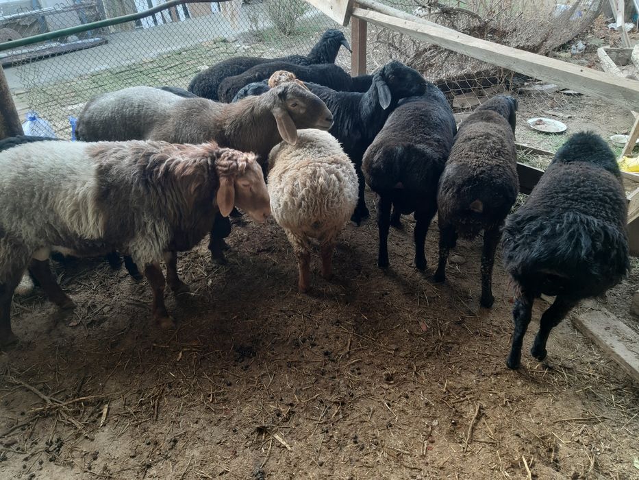 Бараны кучкары продаются куй кучкорлар сотилади