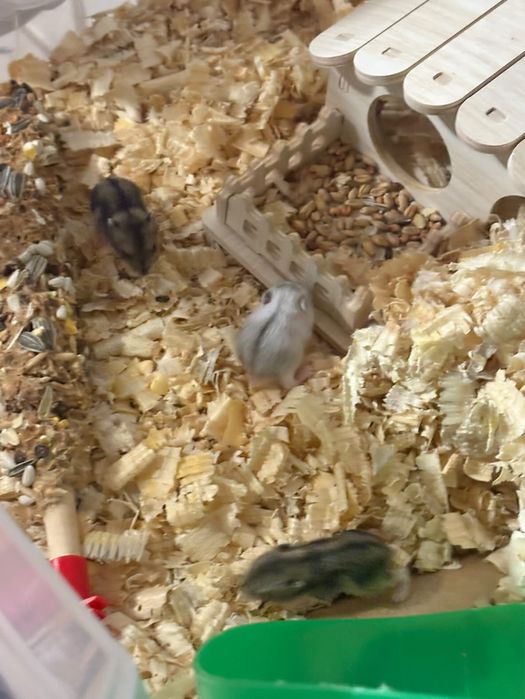 Мини хамстери/ джудже