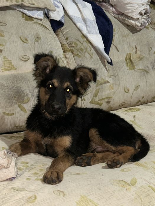 Отдам собаку бесплатно