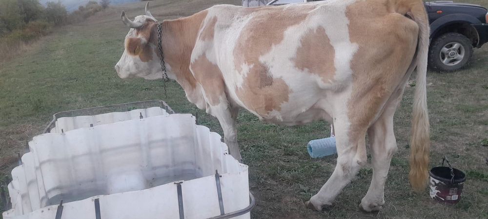 Vaca Bălțata românească