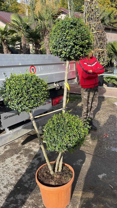 Amenajează-ți Grădina cu Plante Verzi de Calitate