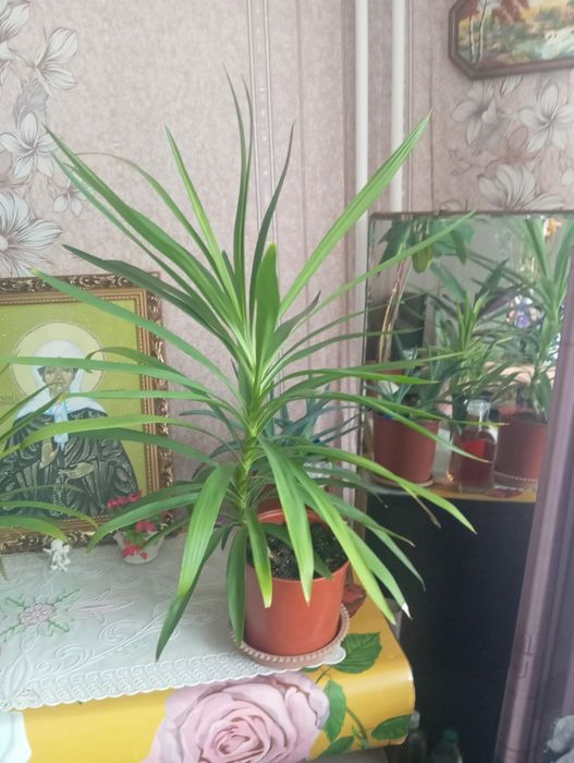 Продам цветы пальмо, алое разные