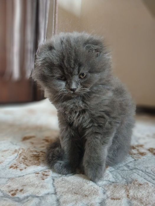 Pishakchalar sotiladi