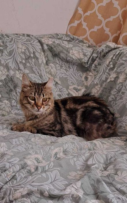 Ласковый котик ищет дом