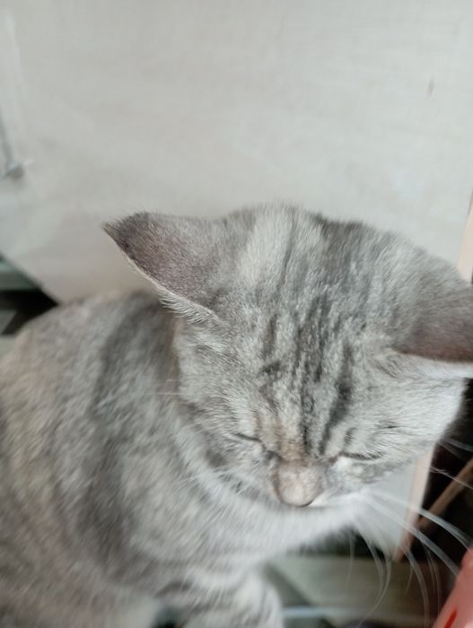 Шотландский кошка