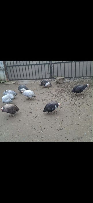 bibilici colorate de vanzare