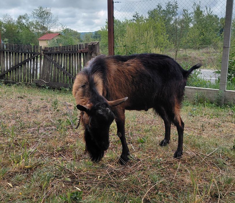 Vând țap și iezi