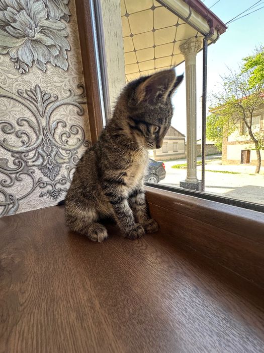 Отдам бесплатно!!