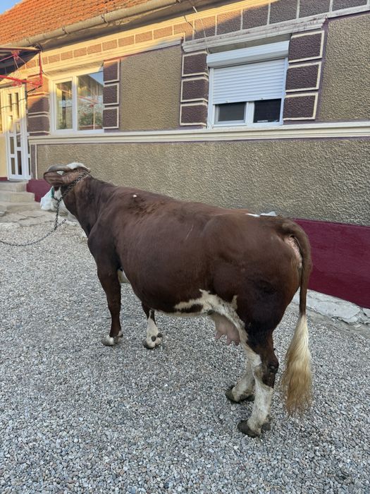 Vaca gestanta in 9 luni