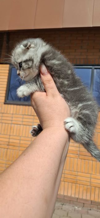 Шотландцы . Девочка и Мальчик.