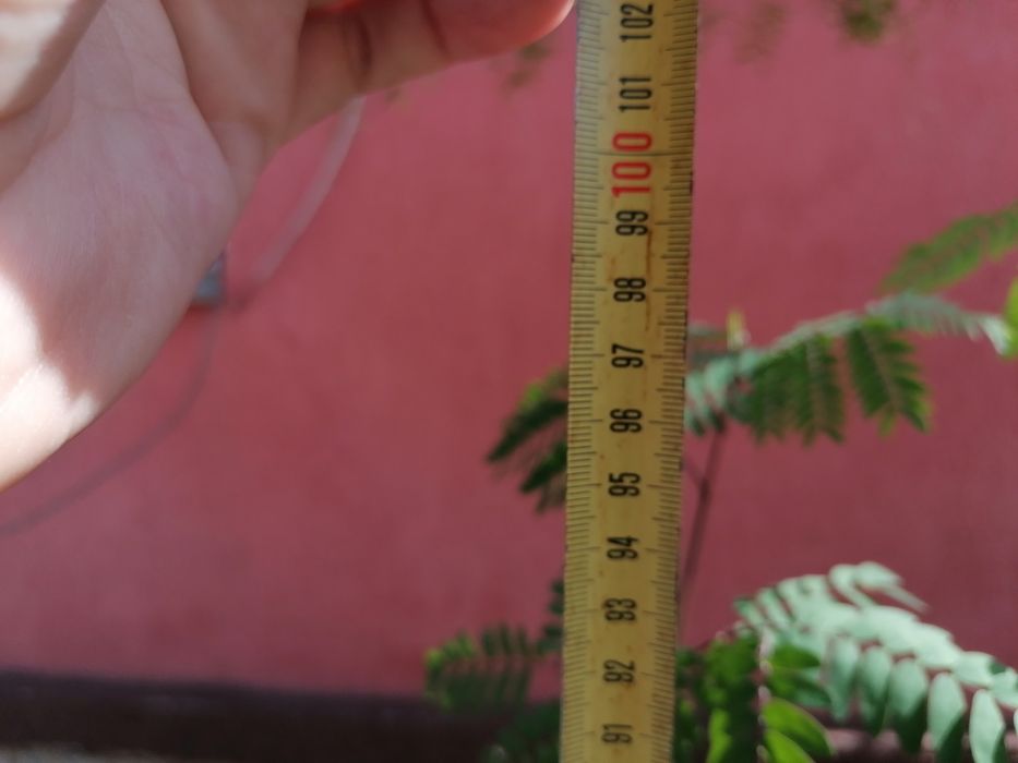 PROMO! Albizia Julibrissin la ghiveci (aproximativ 1 metru)