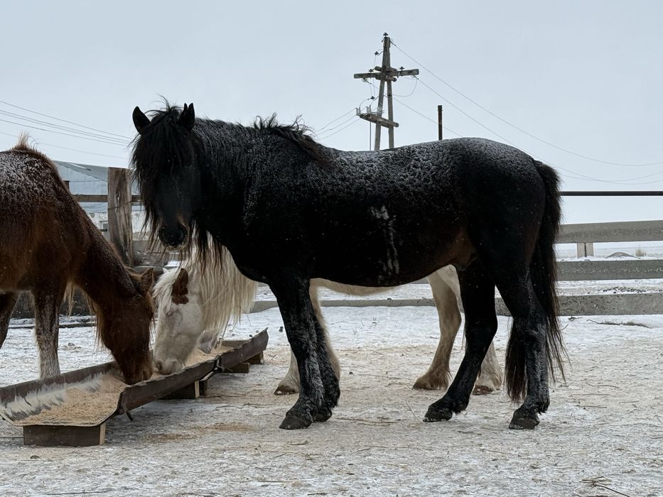 В продаже жеребец, айгыр сатылады!