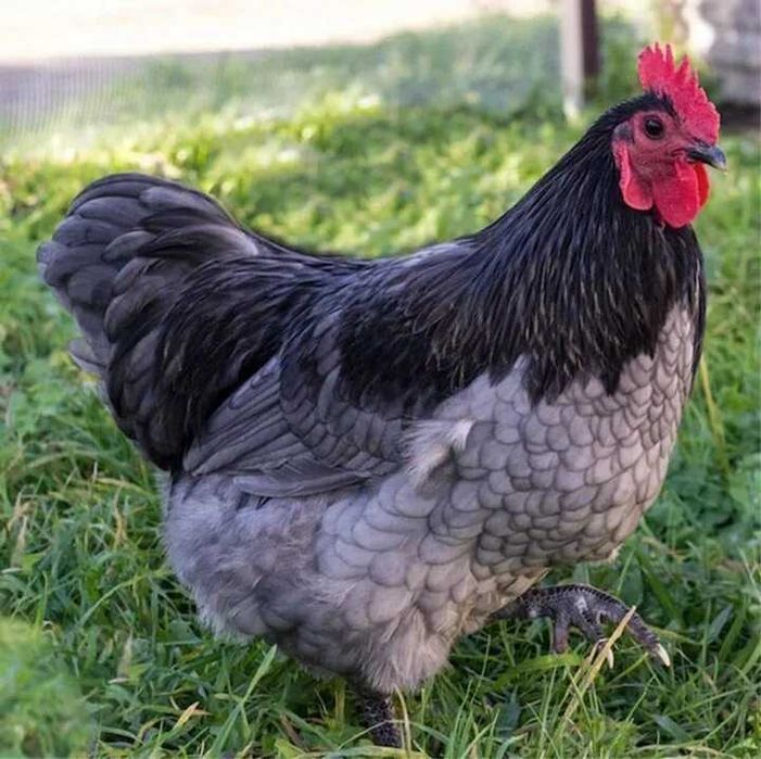 Австралоп сертухум