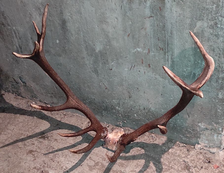 Чифт еленски рога