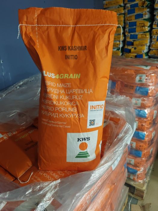 Samanta porumb kws Olt Fundulea 376