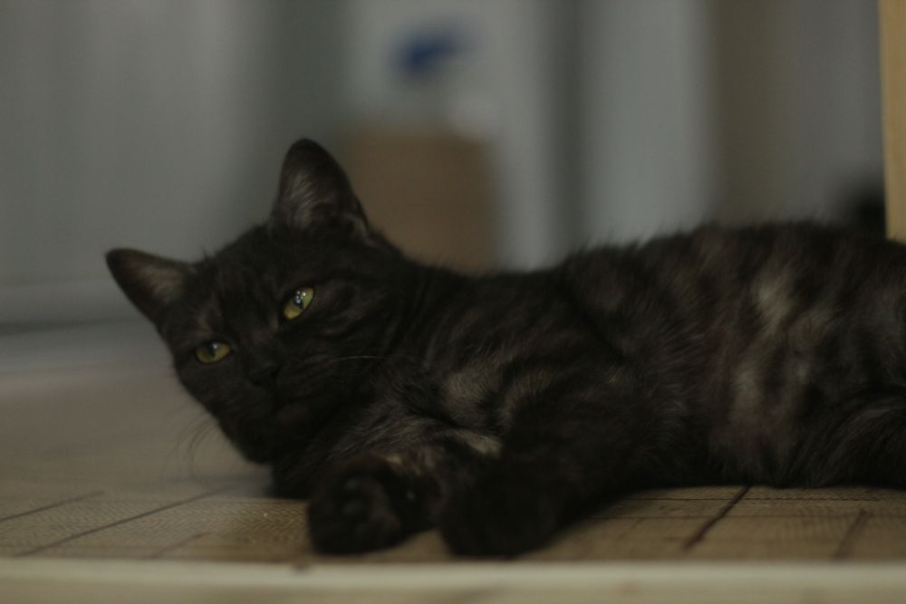 Скотиш страйд в добрые руки девочка