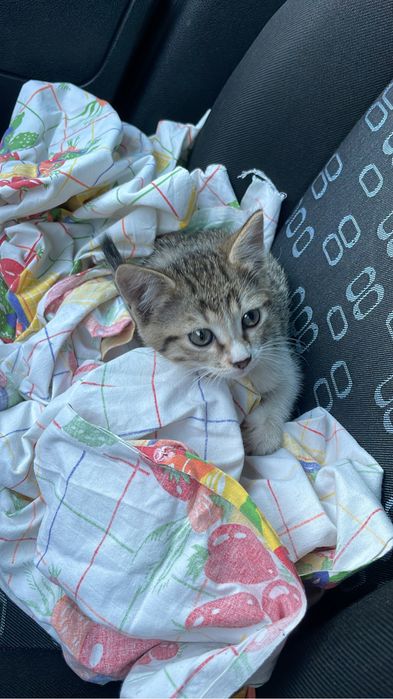 Котенок девочка 2 мес