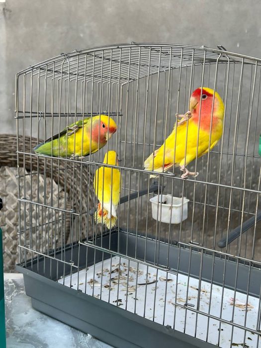 To’tila sotiladi qafasi bilan