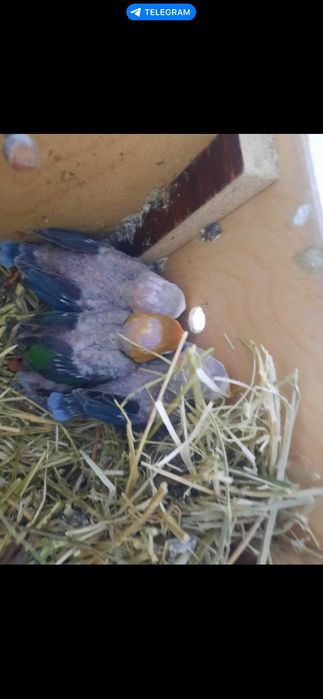 Zotdor qushlar sotiladi