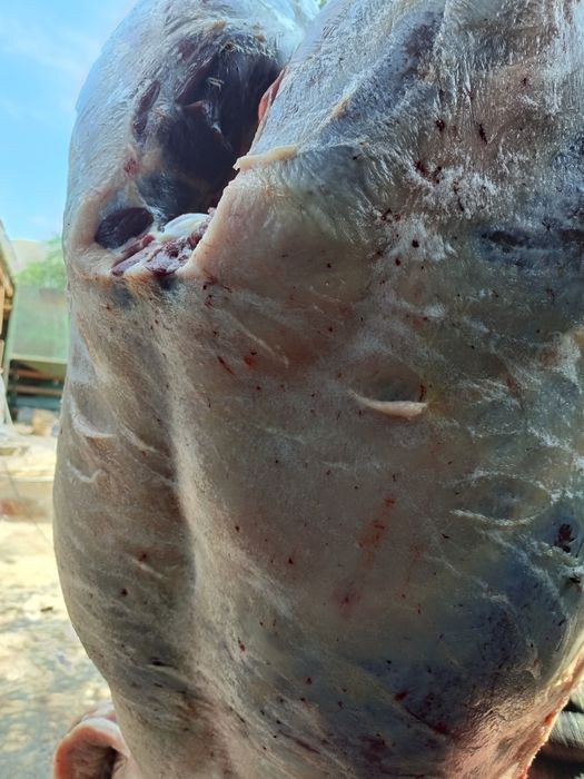 Продам мясо конина молодняк