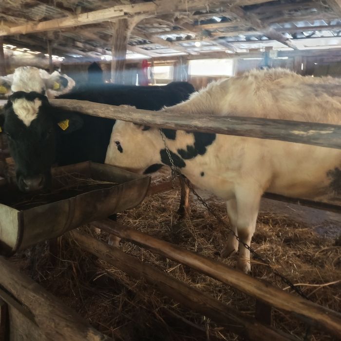 Vaci Holstein de vanzare