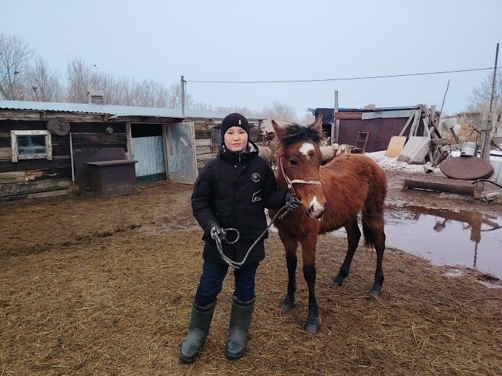 Продам кабылку 1.5 года