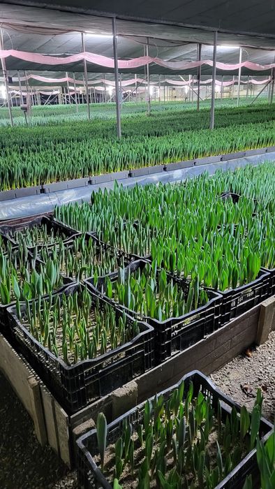 Тюдбпаны предзаказ