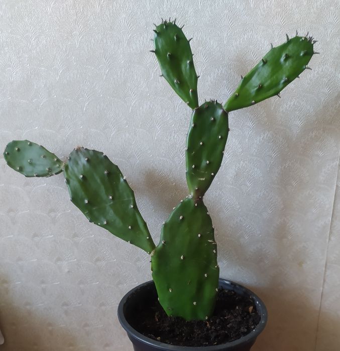 Кактусик  Опунция