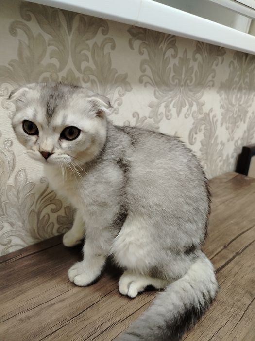 Продаётся котик серебряный шиншилла