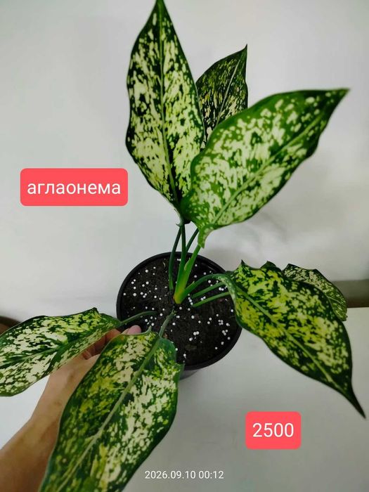 продам комнатные растения