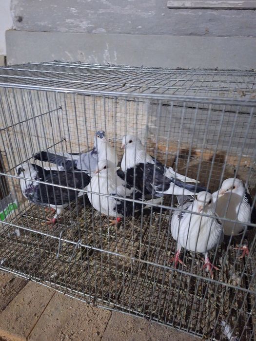 40 lei  bucata jucători