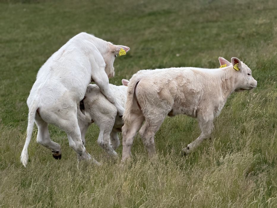 Taur Monta cu Pedigree Charolais Homozigot genetic fara coarne