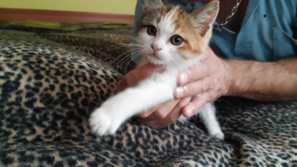 Едно самичко ангелче иска да има свое семейство и свой дом