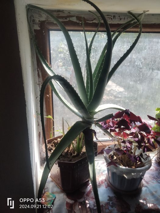 Продам лечебный алое