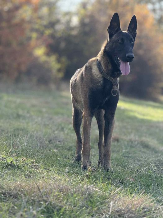 Белгийска овчарка