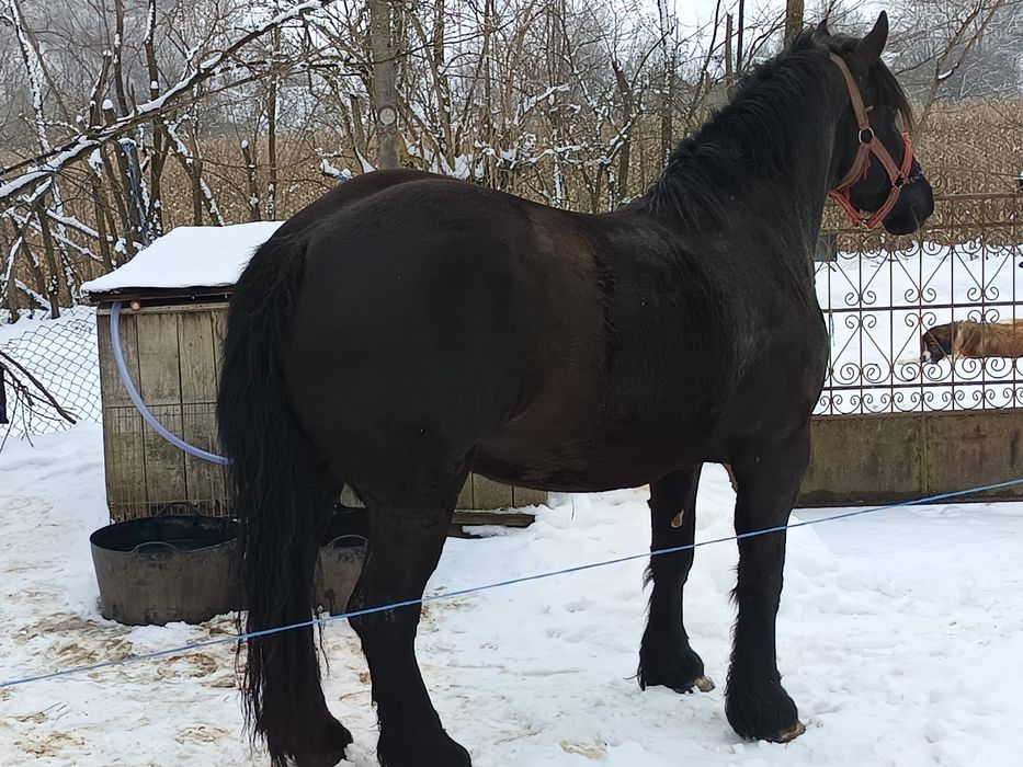 Vând două mânze frumoase de 3 ani și 3 ani jumătate