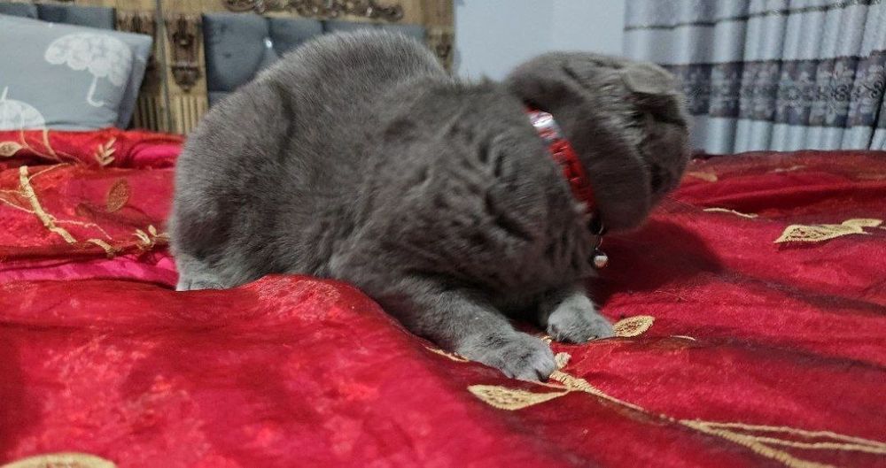 Шотландский фолд девичка