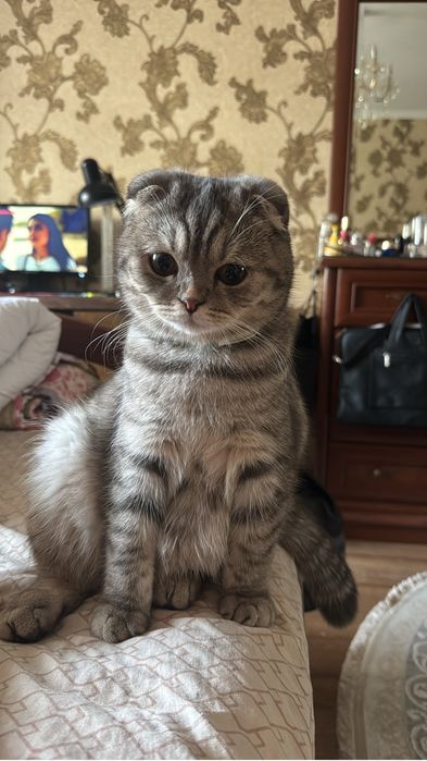 Ищем кота для вязки