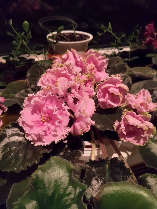 Фиалка сортовая выставочная.