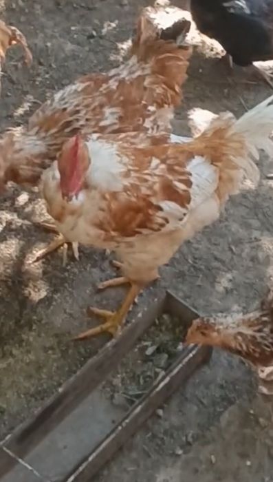 Cocoș de țară, păsări de curte