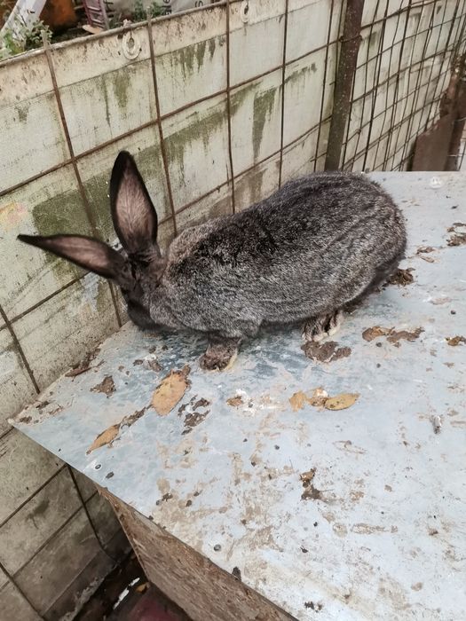 Mascul uriaș german