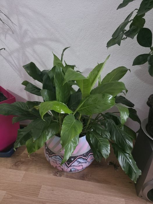 Продам цветы. Самовывоз