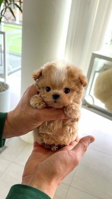 Maltipoo mini toy /poodle tea-cup pudel toy Bucuresti Sectorul 1 • OLX.ro