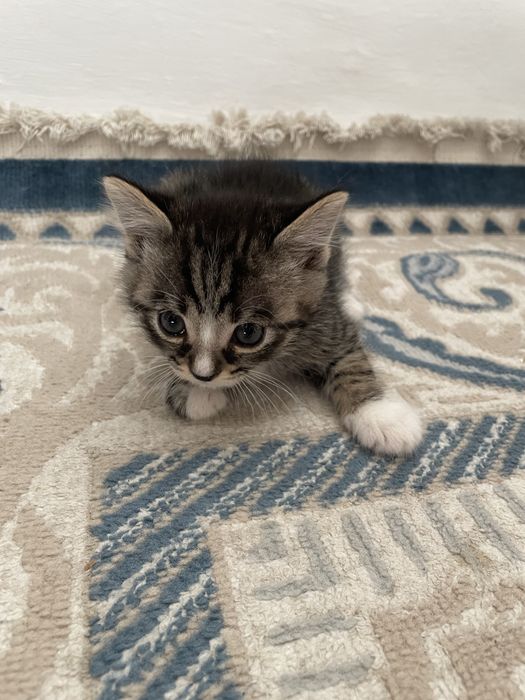 Продам Шотландских Котят