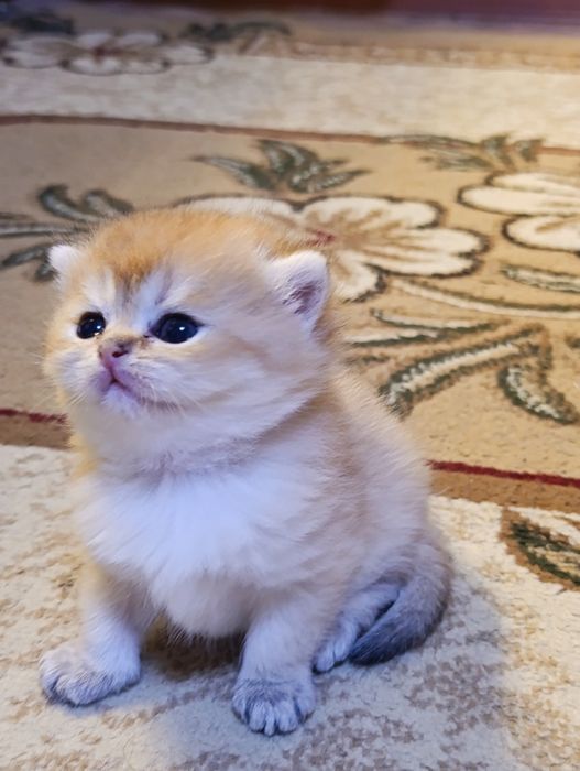Продам котят Шиншиллят