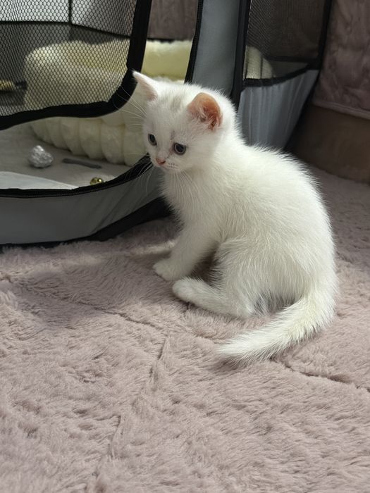 British Shorthair Femela Constanta White