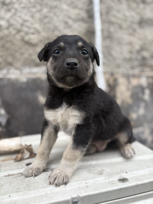 Срочно нужно щенку дом