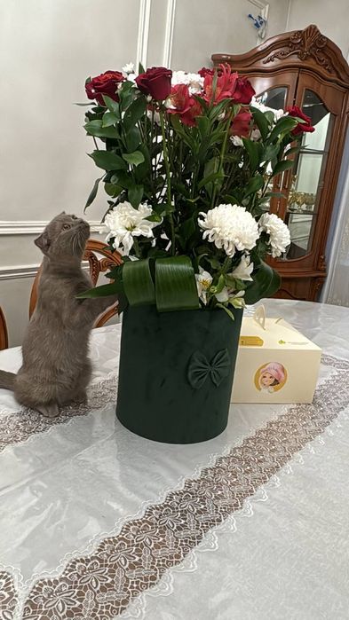 :Qiz mushuklarni mexmonga qabul qilamiz